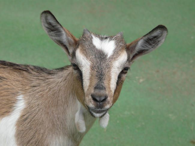 chèvre de la ferme Le Petit Paradis