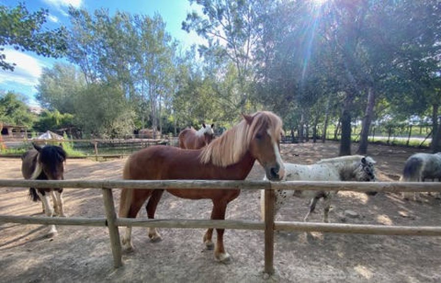 Chevaux de la ferme du Petit Paradis