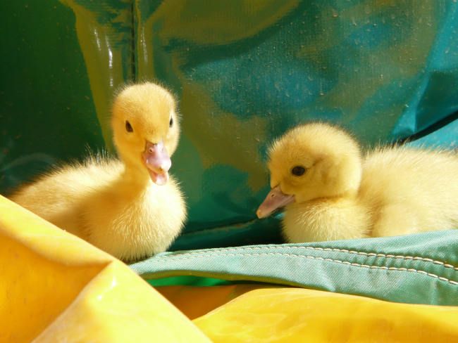 poussins de la ferme Le Petit Paradis