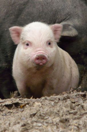 Cochon de la ferme Le petit paradis