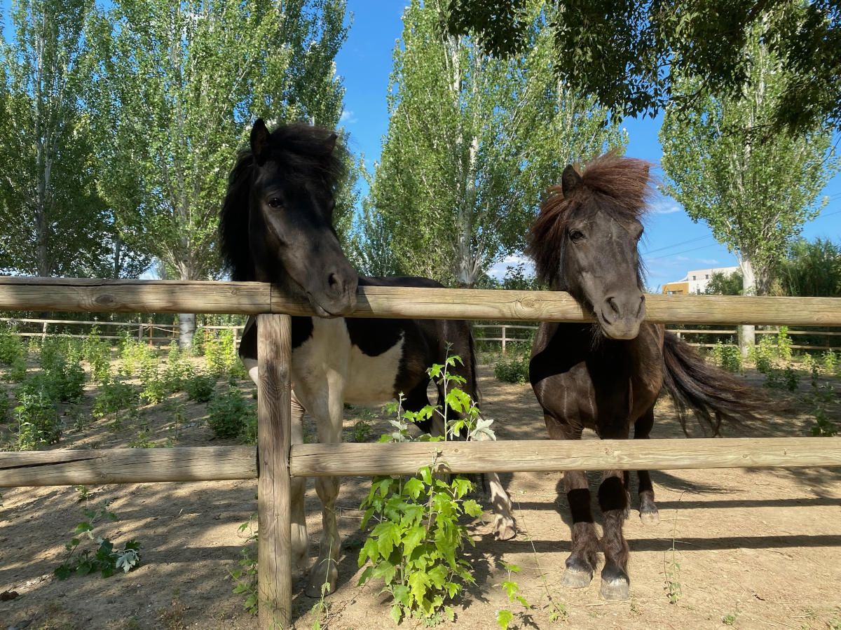 Chevaux de la ferme Le Petit Paradis