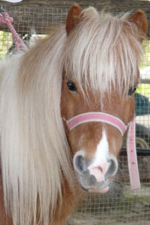 Poney de la ferme Le petit paradis